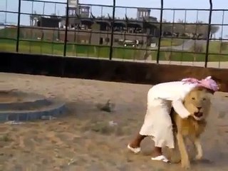 Man VS Lion an Amazing video