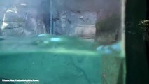 Philadelphia Zoo Giant Otters Making Waves