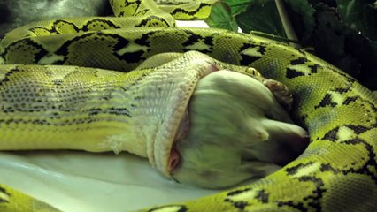 Granite Burmese Python and Platinum Reticulated Python feeding