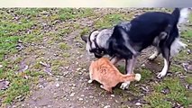 Funny Videos - Funny Animals - Funny Dogss - Funny Cats - Videos Funny Dogs and Cats 2015