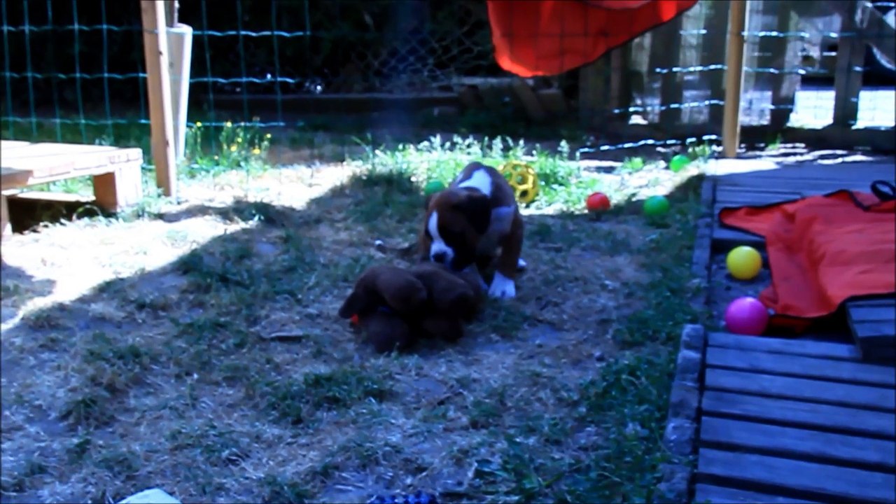 L'Hawk des Steppes Perdues (IOWA du RANCH de la RIVIERE ESPERANCE X GIOTTO du DOLON / Portée des "L" 2015)