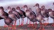 BTO Bird ID - Common shanks