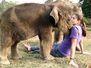 Baby Elephant Searches for Girl's Nose