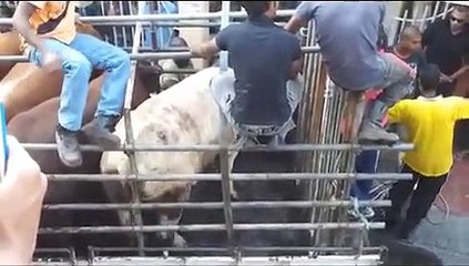 Bef 2011 at goomany st plaine verte