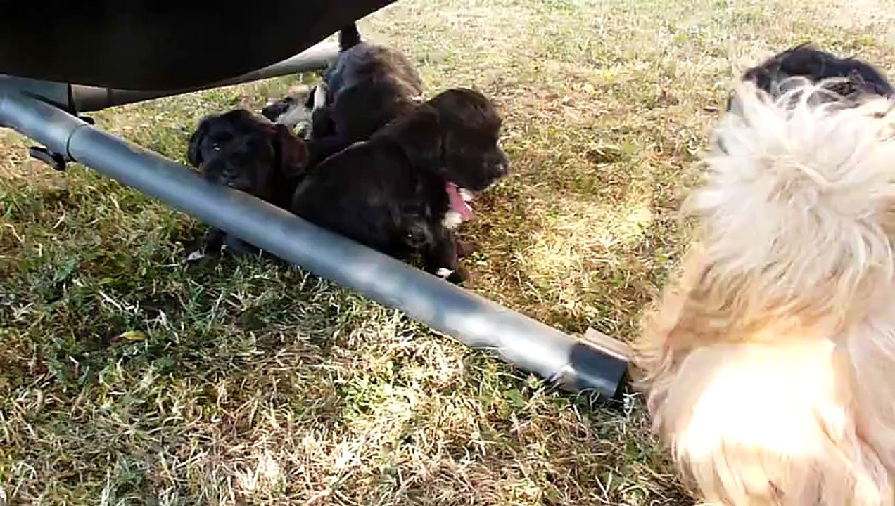 Bichons Havanais des Douceurs d'Izzy