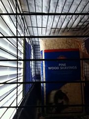 Hedgehog Care: How to Set Up Your Hedgehog's Cage