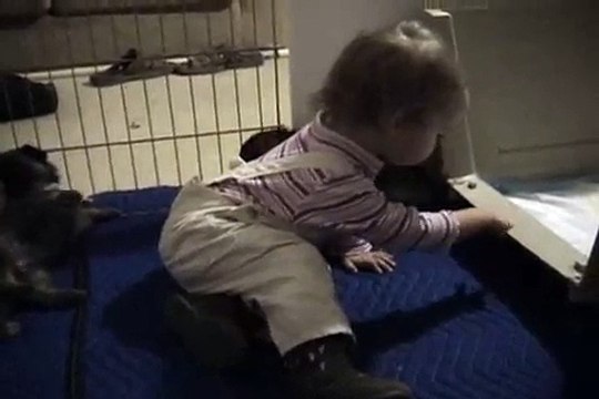 West Coast German Shepherds - Puppies With Daddy Asa & Grace