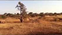 Sechzehn Hyänen gegen Männlichen Löwen Töten Hyäne
