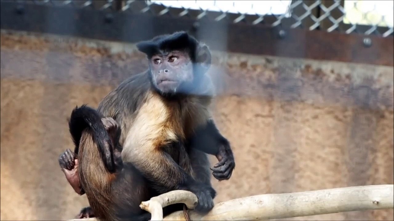 Capuchin Monkeys, Mom & Baby フサオマキザル・おんぶ親子・野毛山動物園
