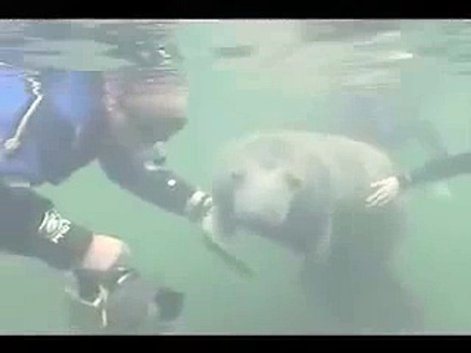manatee snorkeling