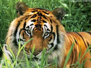 Eye of the Tiger