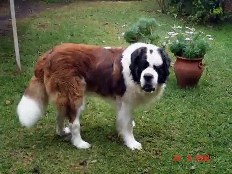 perro san bernardo