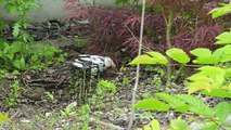 HD Gescheckte Mutanten-Amsel (Turdus merula) piebald coloured blackbird singing by Robert Höck