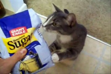 Pippy, the Begging Kitty