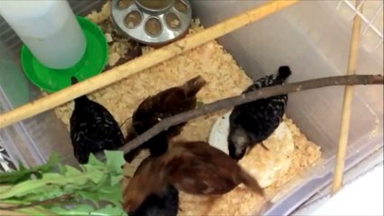 The Chicken Project -Week3- Growing and Starting Chicken Tractor/Coop