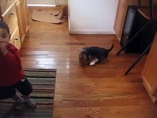 Gordo humping the teddy bear