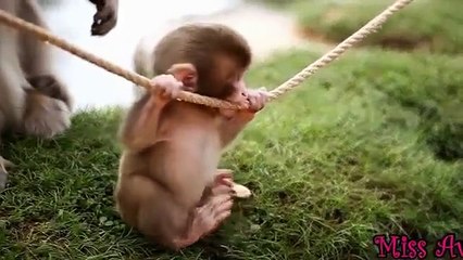Funny Animal Movies -Funny  Monkey - Top 10 Funny Monkey Videos Compilation 2015 NEW