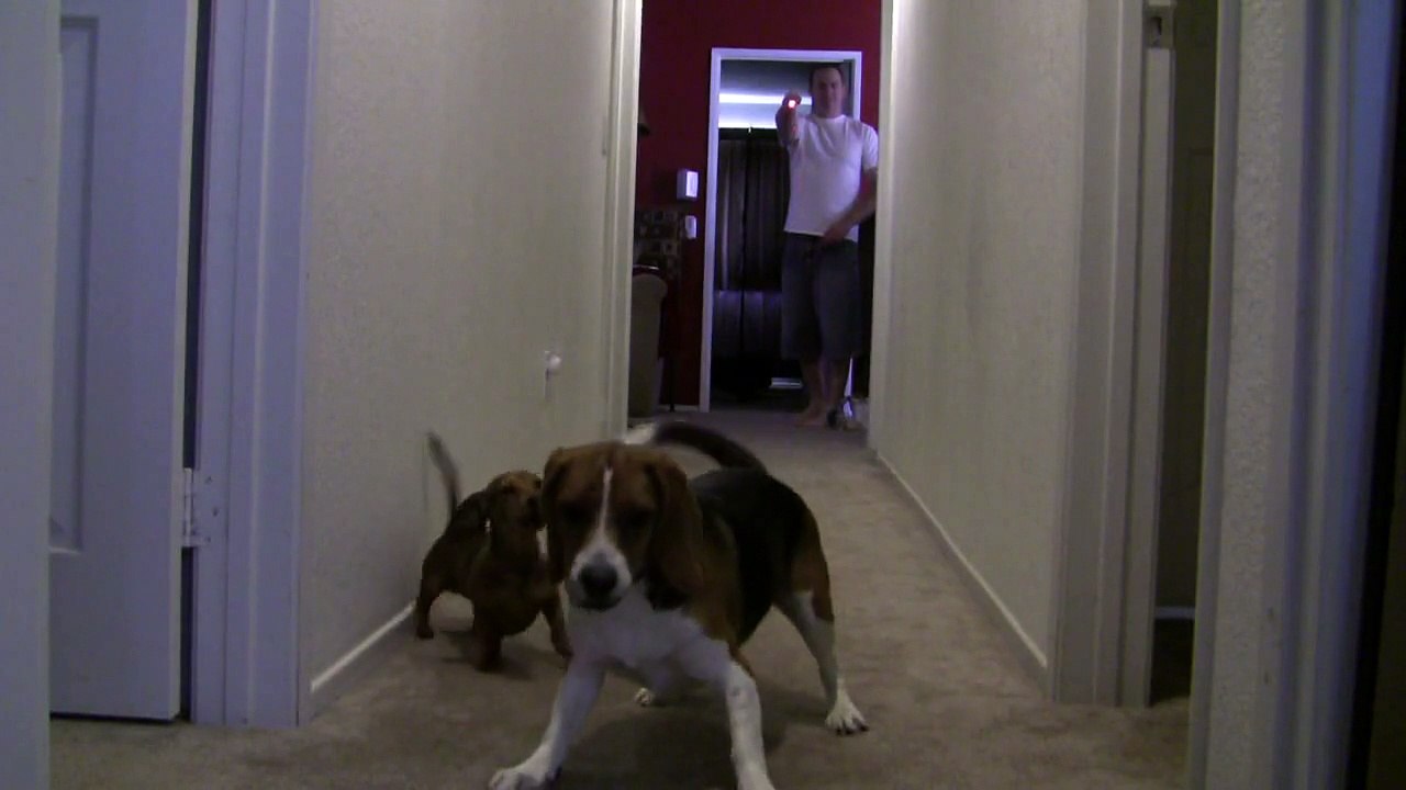 Crazy Beagle
