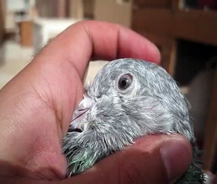 Thumbnail