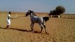 حصان عربي اصيل Arabian horse