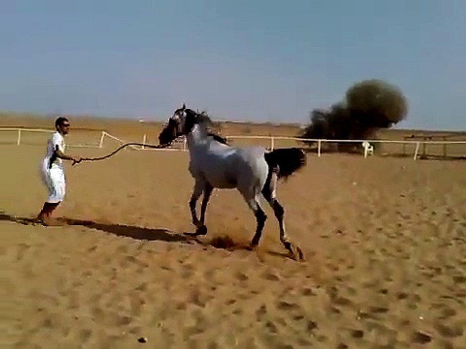 حصان عربي اصيل Arabian horse