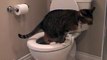 Miki the Cat Pees in the Toilet