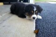 Oliver (the australian shepherd puppy) vs the Butterfly (1 of 2)