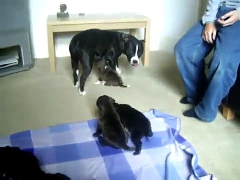 3 week old staffordshire bull terrier puppies staffie staffy staff sbt dogs shakkastaffs.co.uk