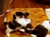 shih tzu puppies(1 months old) playing