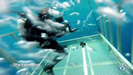 Biggest Great White Shark Ever Filmed | Shark Week 2015