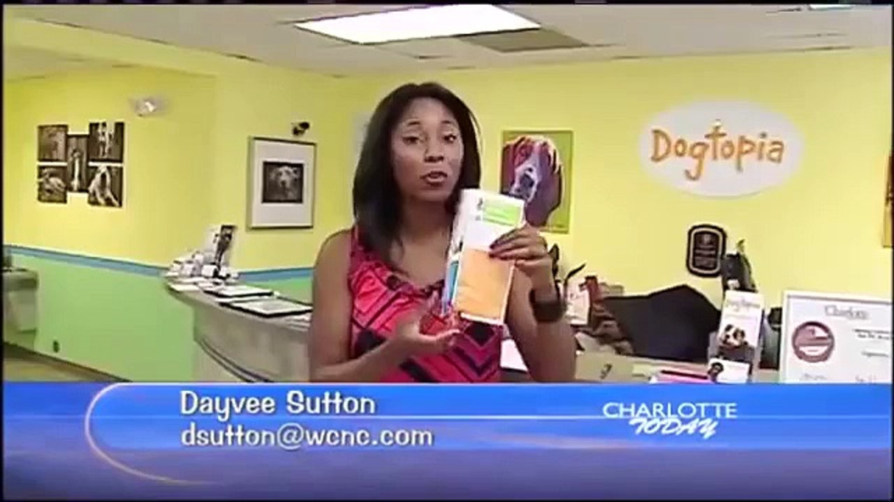 Fun things to do with your dog