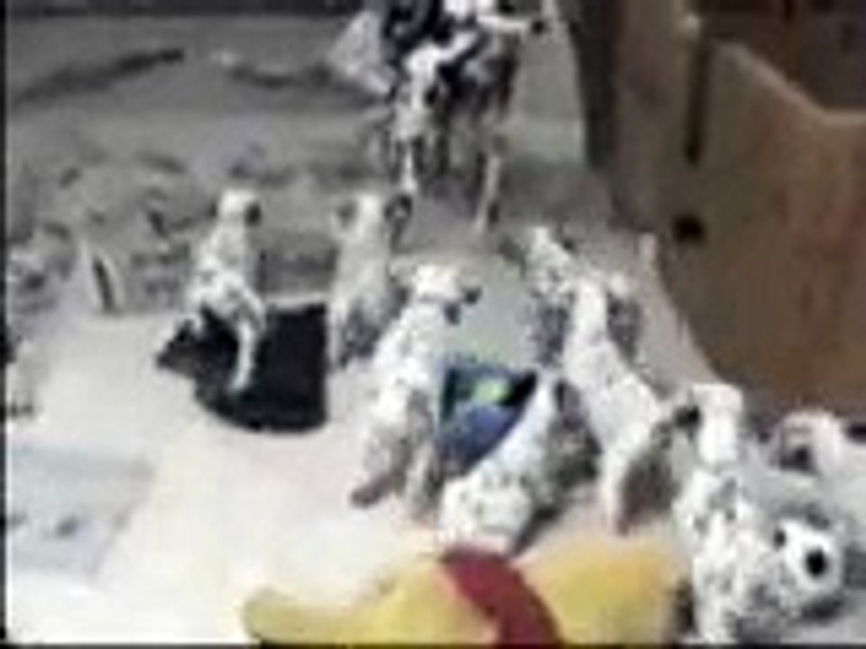 Dalmatian puppies