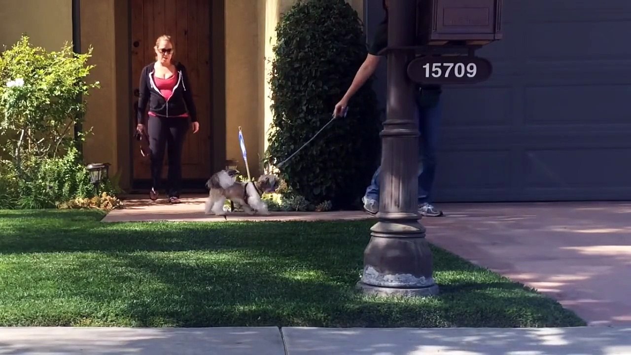 How to train Puppy to walk on a leash-puppies that stop and are scared or stubborn