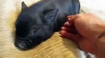 超可愛寵物 小黑豬 迷你豬 最愛摸肚肚 Super cute pet. Black pig. Mini pigs.
