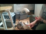 More chinchilla tricks - extended version