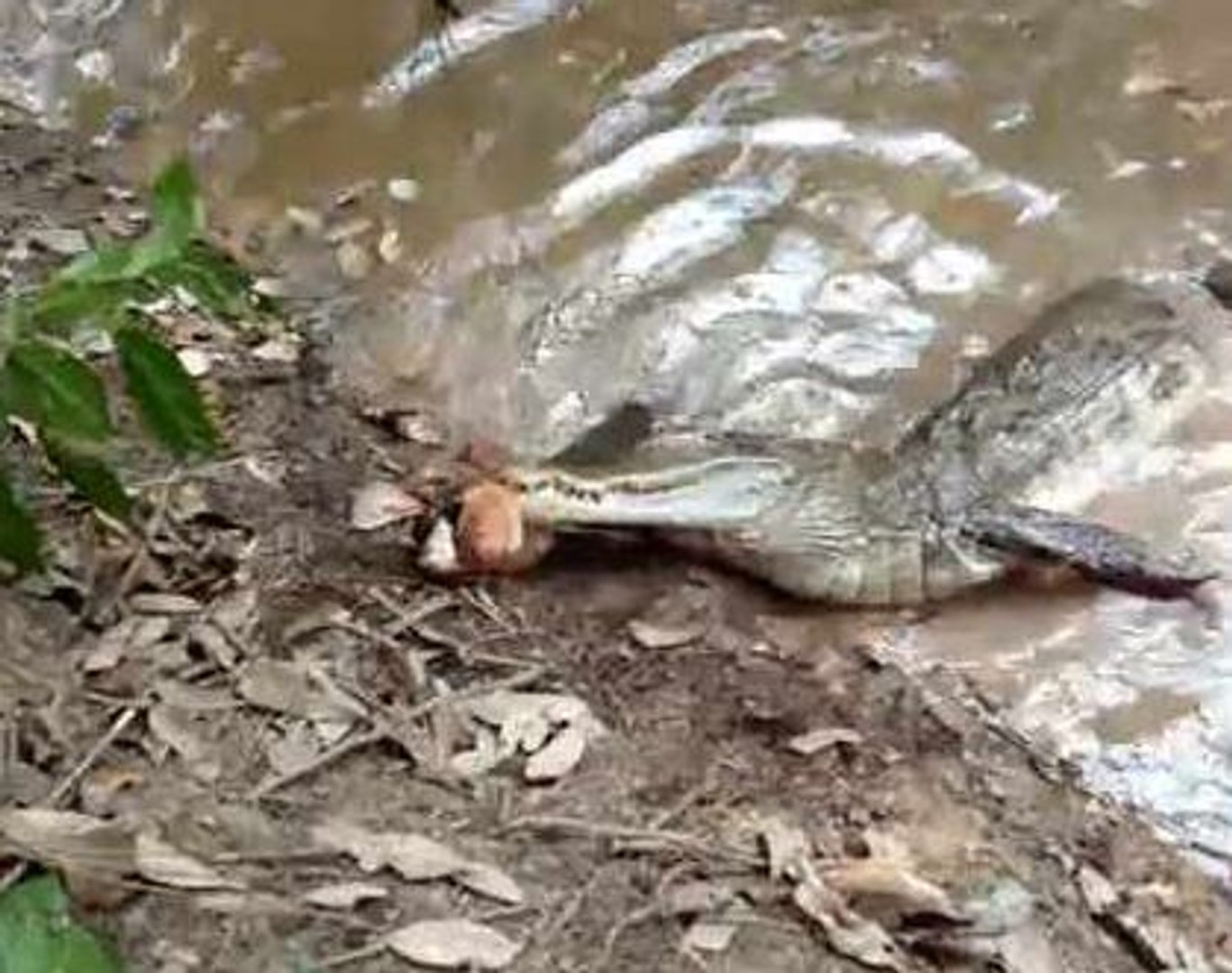 Mira Lo Que Pasa Cuando Un Cocodrilo Muerde A Una Anguila Electrica Video Dailymotion