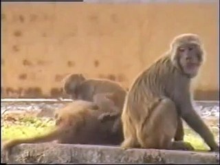 Monkeys playing in Corbett