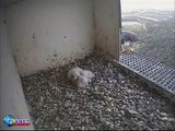 Young Peregrine Falcon chicks huddle to keep warm