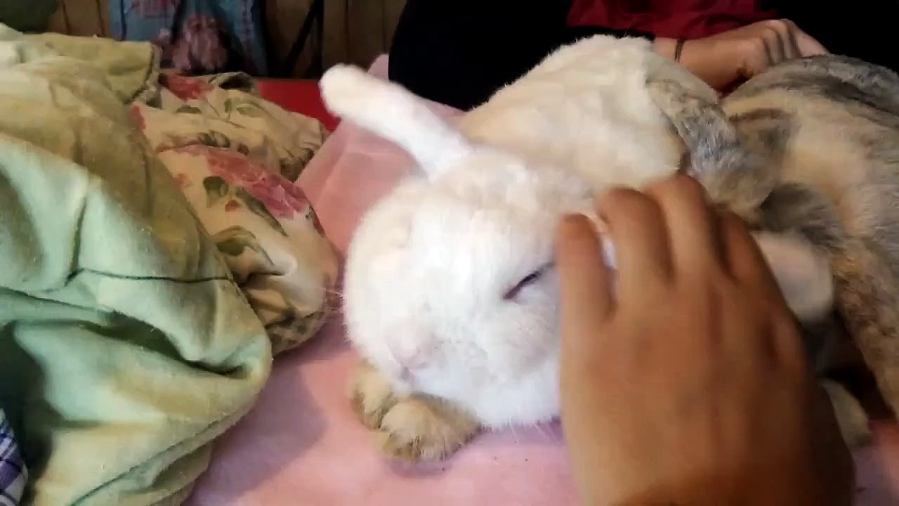Bunny ear flop