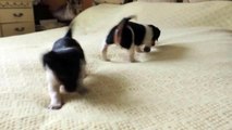 Jack Russell puppies - lovely temperaments