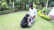 Adorable Abandoned Tiger Cub Adopted by Labrador