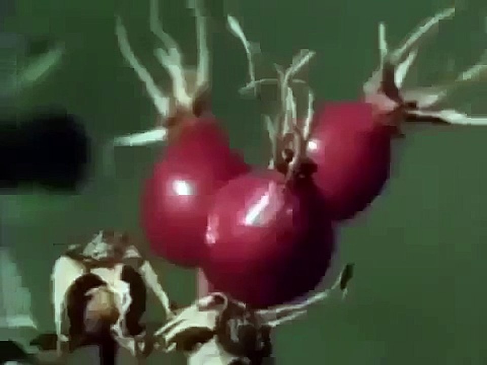 DISCOVERING THE BLACK BEAR Discovery Animals Nature documentary