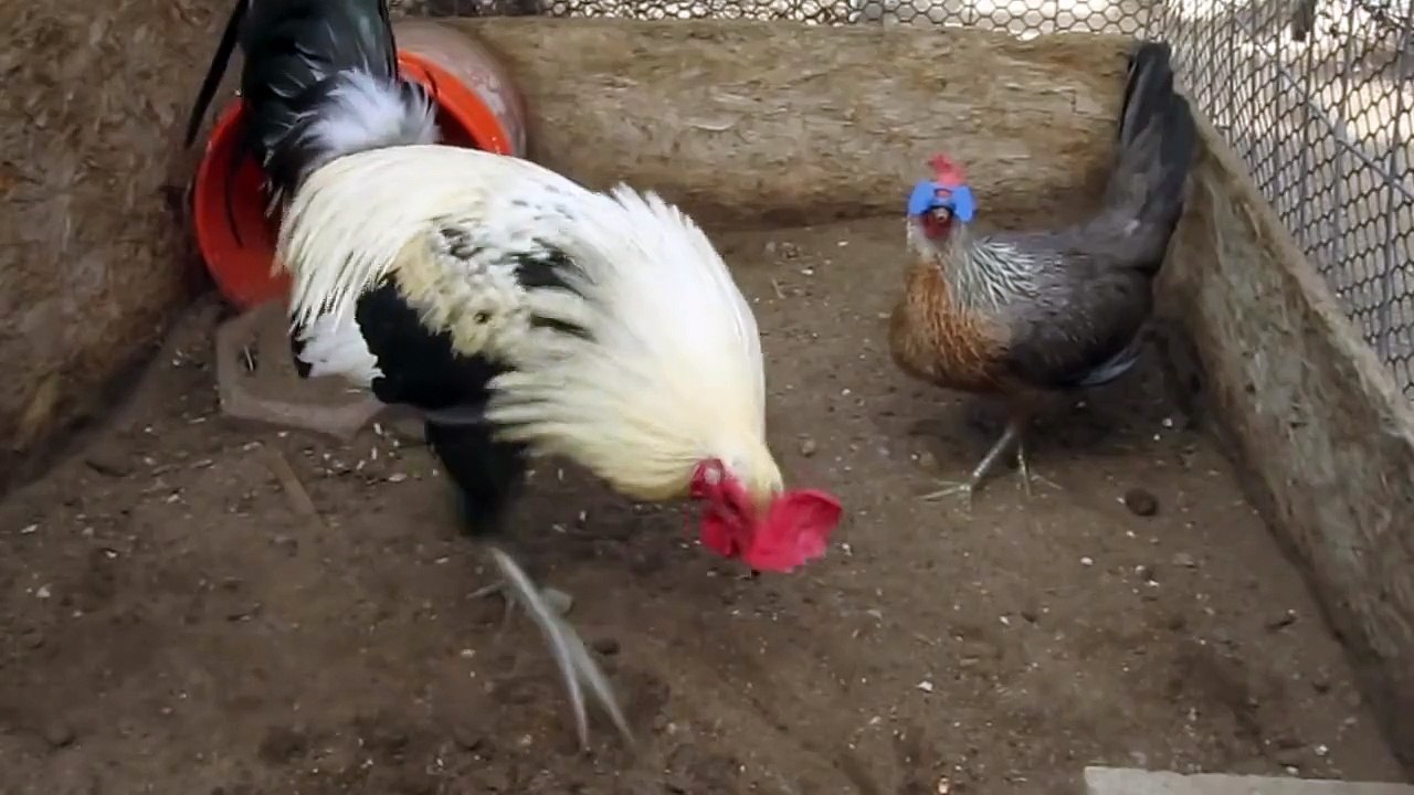 "Clement Grey" - "Red Richardson Grey"  Brood Pair #1