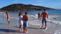 Banhistas salvam golfinhos presos na areia em uma praia brasileira