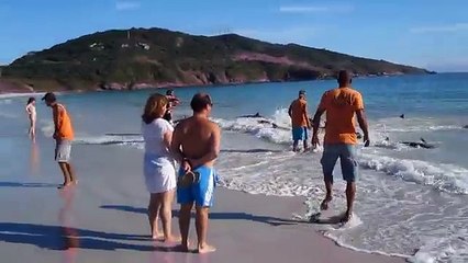 Banhistas salvam golfinhos presos na areia em uma praia brasileira