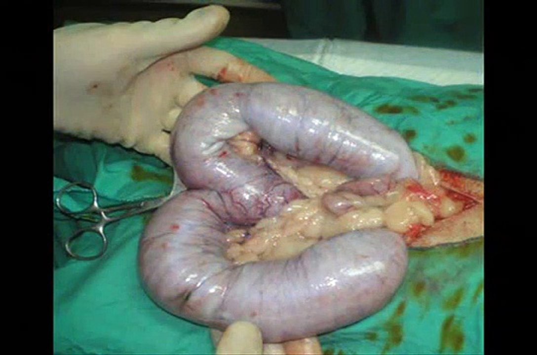 Veterinar in Romania 5