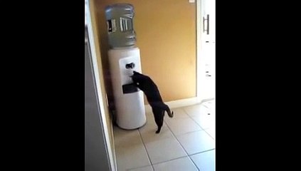 Cat Drinks from Water Cooler