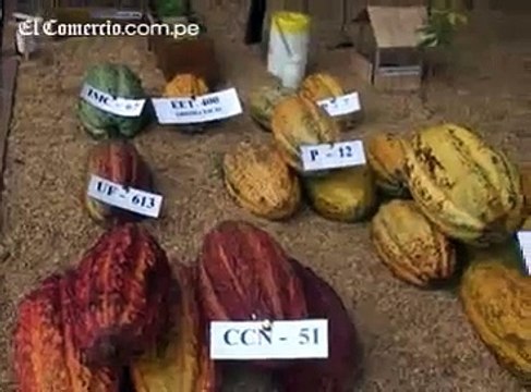 Perú impulsa producción de cacao en zonas de cultivo de coca