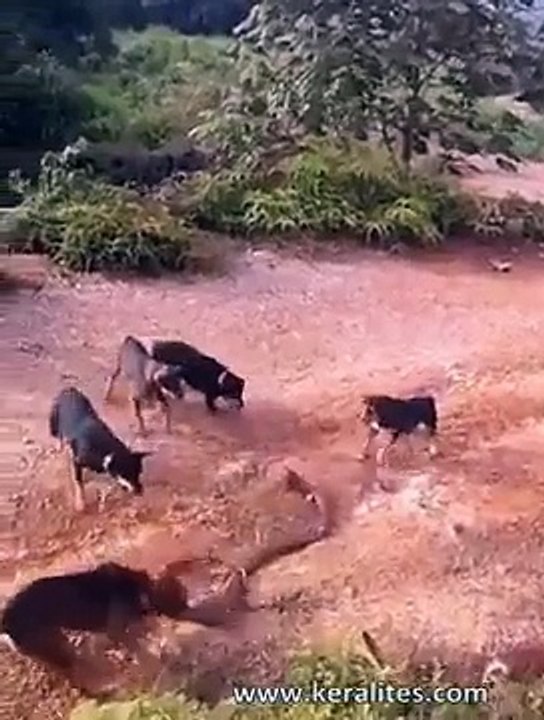 Huge King Cobra Vs a Pack of Domestic Dogs