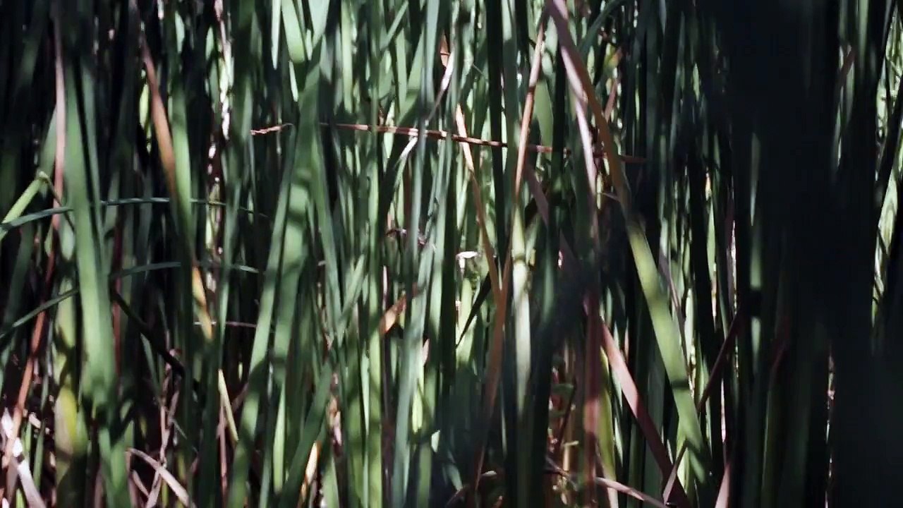 ROMULUS trailer two